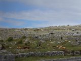 Wild horses and cattle at the Burren.JPG
